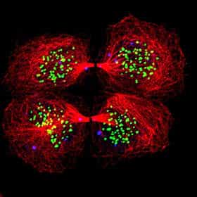 Mitosis stem cell image