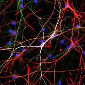 Neurons and astrocytes