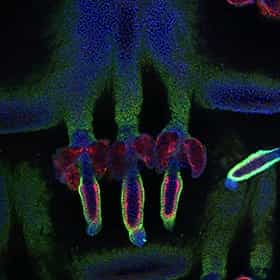 Ein Stammzellenbild der Haut einer Maus zeigt drei Haarfolikel